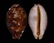 Leporicypraea mappa aliwalensis
