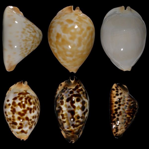 Photo of selected Z. jeaniana specimens