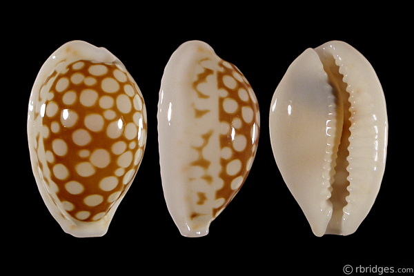Picture of Cribrarula cribraria abaliena