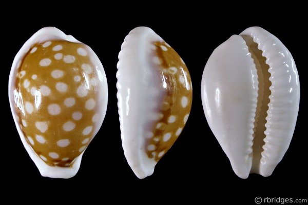 Picture of Cribrarula exmouthensis abrolhensis