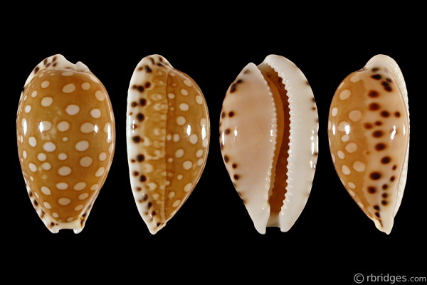 Picture of Cribrarula astaryi f. lefaiti