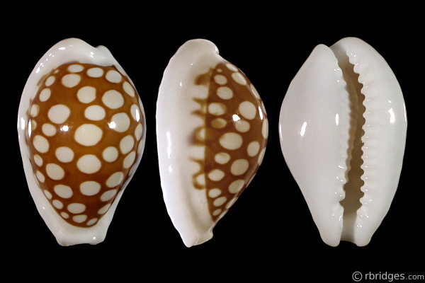 Picture of Cribrarula cribraria australiensis