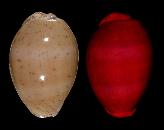 Image of Luria cinerea cinerea fluorescent under UV light
