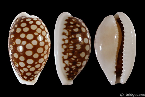 Picture of Cribrarula cribraria comma