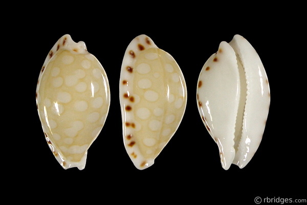 Picture of Cribrarula cumingii compta