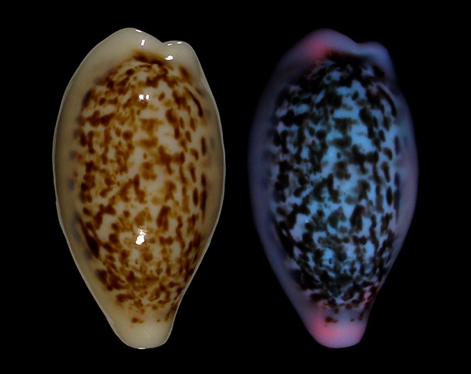 Image of Eclogavena coxeni coxeni fluorescent under UV light