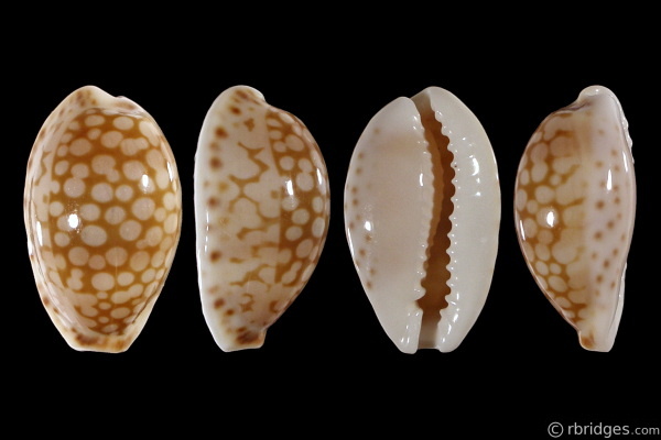 Picture of Cribrarula esontropia cribellum