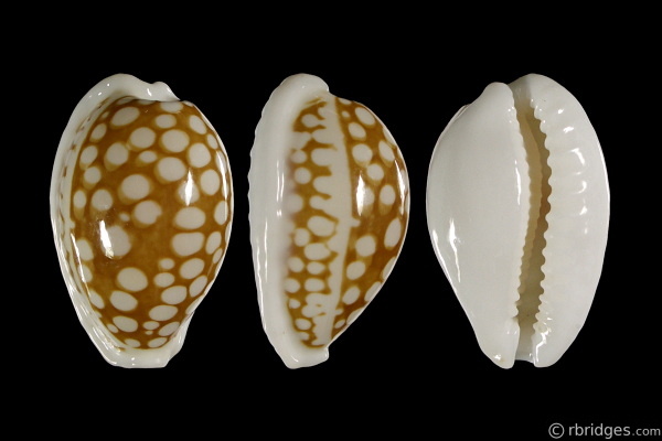 Picture of Cribrarula cribraria cribraria