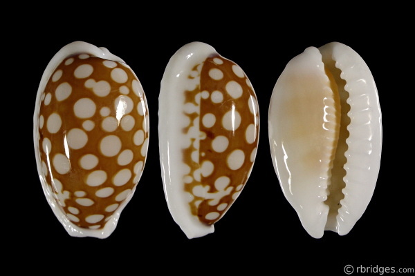Picture of Cribrarula cribraria cribraria