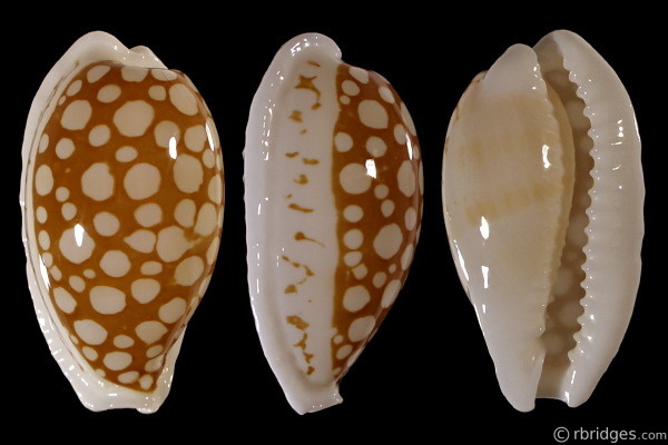 Picture of Cribrarula cribraria cribraria f. oceanica Picture of Cribrarula cribraria cribraria f. oceanica