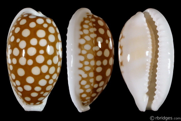 Picture of Cribrarula cribraria cribraria