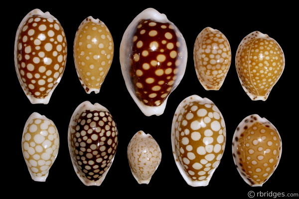 Photo of species in the Cribrarula genus