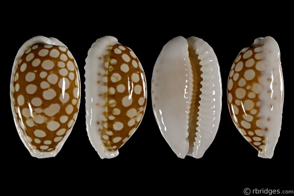 Picture of Cribrarula cribraria cribraria
