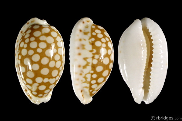 Picture of Cribrarula cribraria cribraria Picture of Cribrarula cribraria cribraria