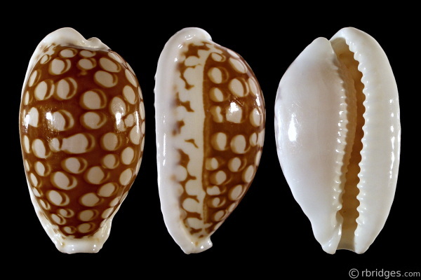 Picture of Cribrarula cribraria cribraria