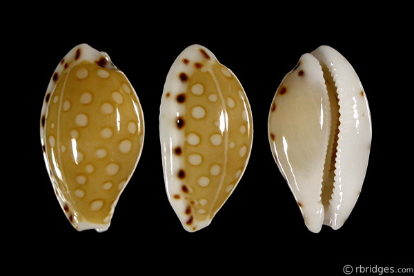 Picture of Cribrarula cumingii cumingii