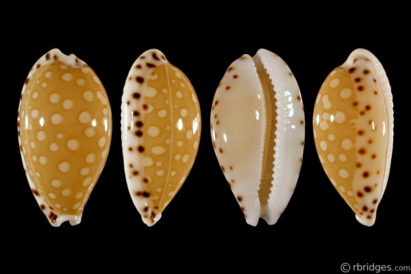 Picture of Cribrarula cumingii cumingii Picture of Cribrarula cumingii cumingii