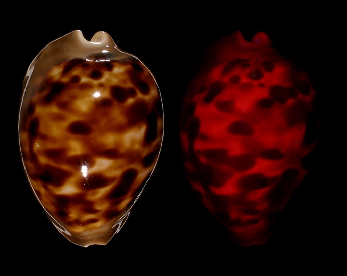 Image of Zoila venusta episema fluorescent under UV light