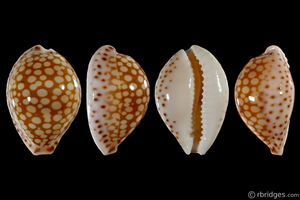 Picture of Cribrarula esontropia esontropia