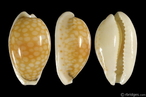 Picture of Cribrarula esontropia esontropia