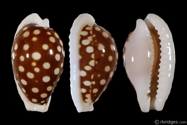 Picture of Cribrarula exmouthensis exmouthensis