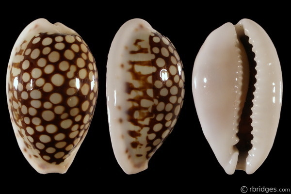 Picture of Cribrarula esontropia francescoi