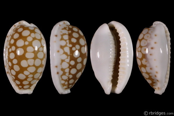 Picture of Cribrarula cribraria ganteri