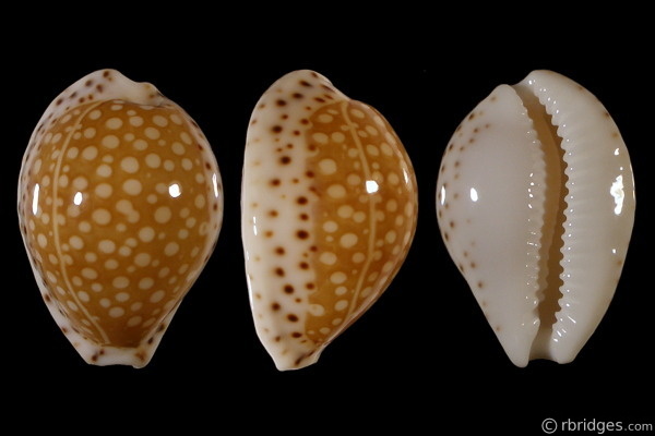 Picture of Cribrarula gaskoinii