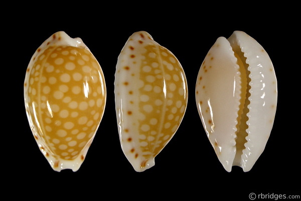 Picture of Cribrarula gaskoinii Picture of Cribrarula gaskoinii