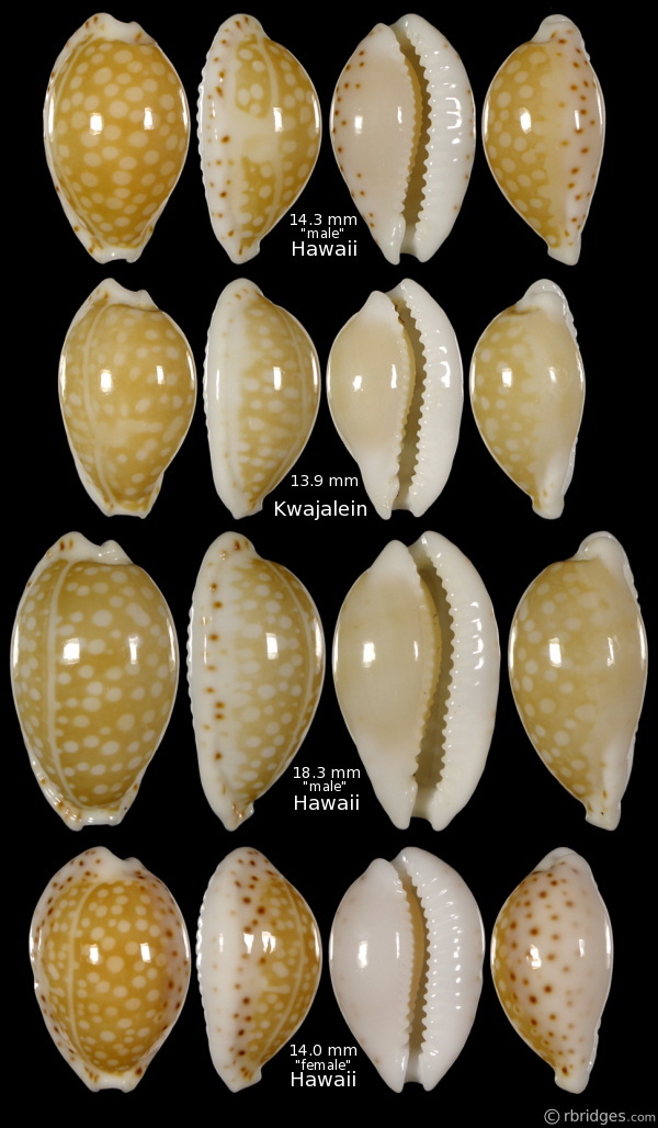 Cribrarula specimens compared from Hawaii and Kwajalein