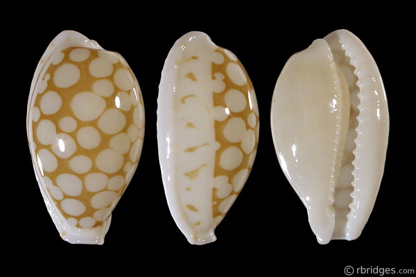 Picture of Cribrarula cribraria gaspardi Picture of Cribrarula cribraria gaspardi