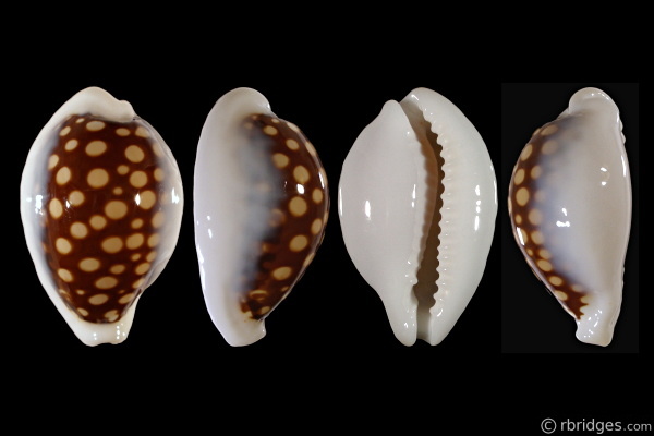 Picture of Cribrarula exmouthensis magnifica
