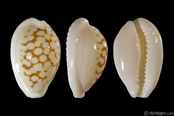 Picture of Cribrarula cribraria melwardi Picture of Cribrarula cribraria melwardi