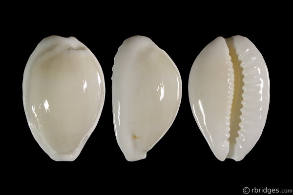 Picture of Cribrarula cribraria melwardi