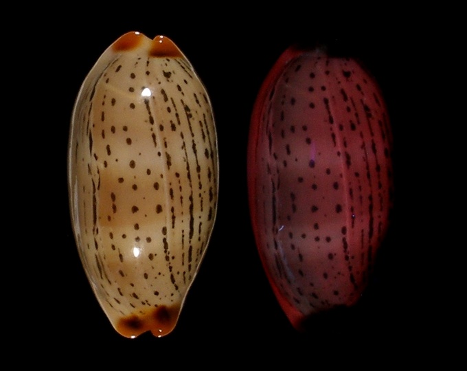 Image of Luria isabellamexicana fluorescent under UV light