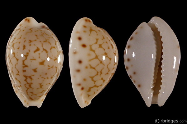 Picture of Cribrarula pellisserpentis