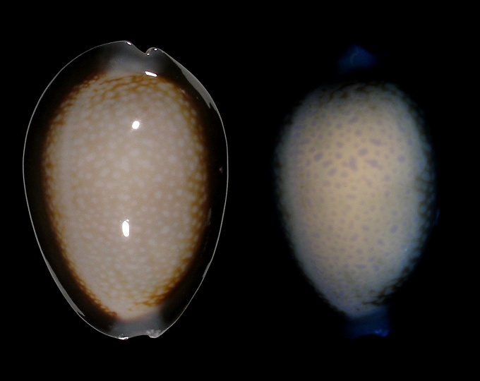 Image of Monetaria caputdraconis poppei fluorescent under UV light