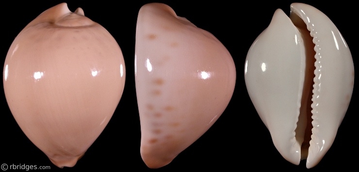 Picture of Zoila venusta	roseopunctata f. profunda