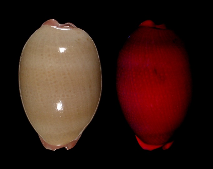 Image of Austrocypraea reevei fluorescent under UV light