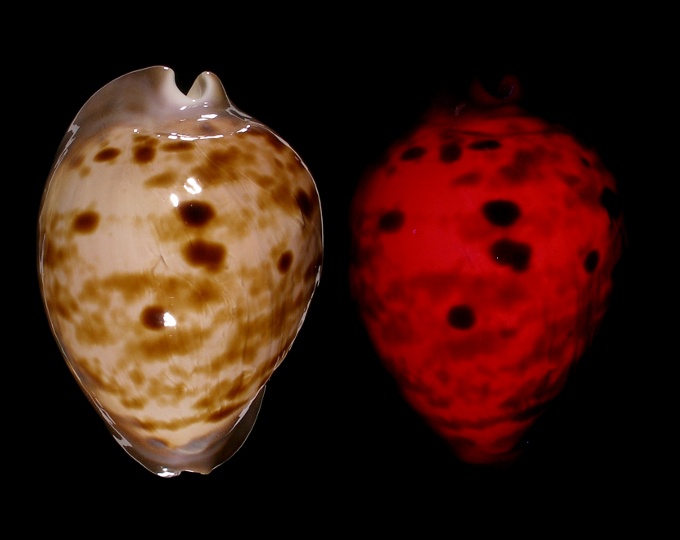 Image of Zoila venusta roseopunctata fluorescent under UV light