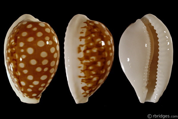 Picture of Cribrarula exmouthensis rottnestensis Picture of Cribrarula exmouthensis rottnestensis