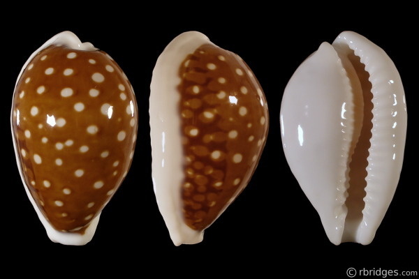 Picture of Cribrarula exmouthensis rottnestensis