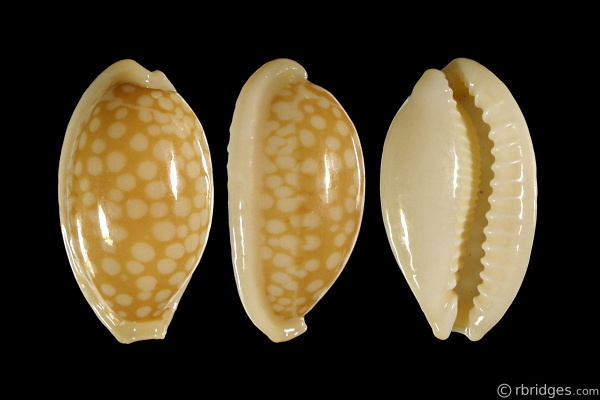 Picture of Cribrarula cribraria cribraria