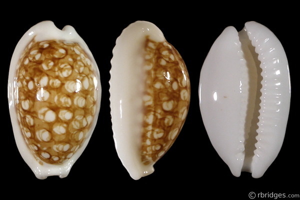 Picture of Cribrarula cribraria zadela