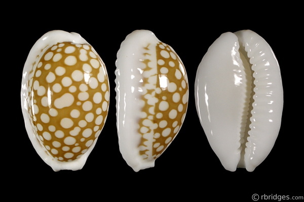 Picture of Cribrarula cribraria zadela