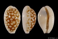 Cribrarula cribraria var.: Click image for more info Cribrarula cribraria var. from Somalia