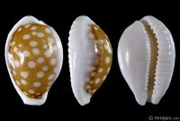 Cribrarula exmouthensis abrolhensis from Shark Bay, W. Australia
