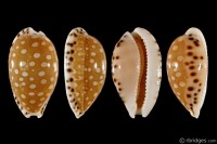 Cribrarula astaryi f. lefaiti from Nuka Hiva, Marquesas
