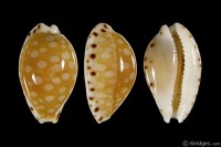 Cribrarula astaryi from Marquesas