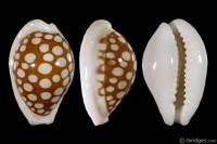 Cribrarula cribraria australiensis: Click image for more info Cribrarula cribraria australiensis from Exmouth Gulf, N.W. Australia